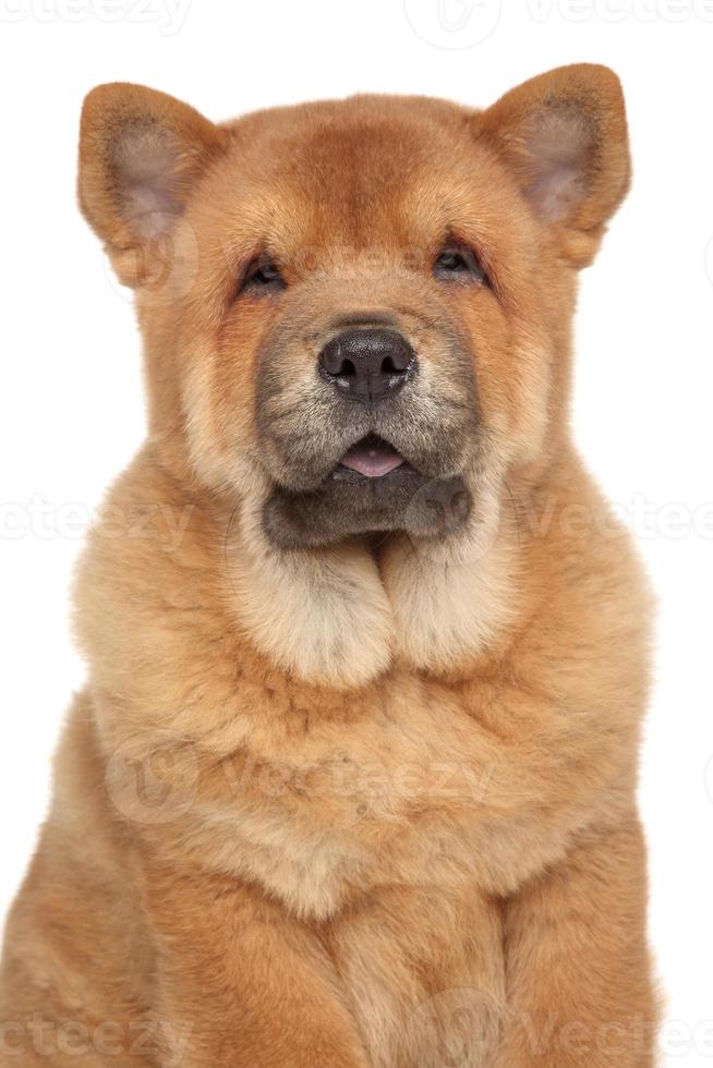 retrato de close-up de cachorro chow-chow foto