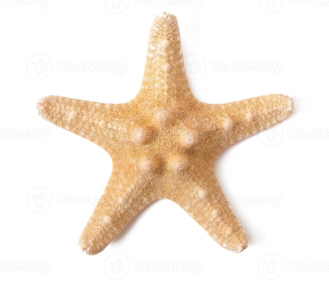 estrela do mar isolada no fundo branco foto