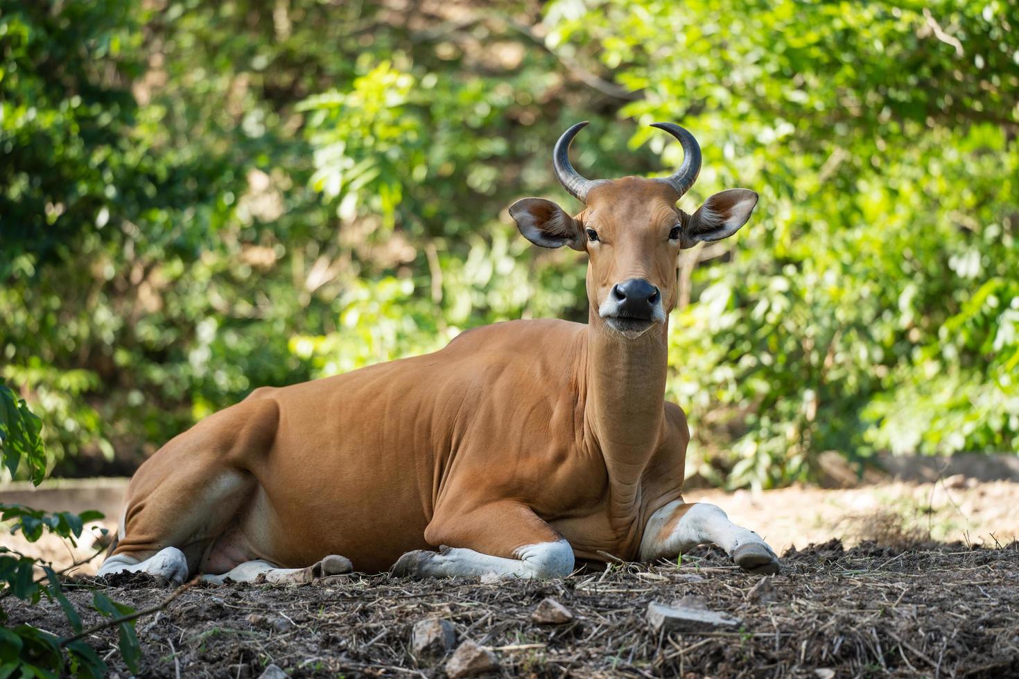 banteng, bos javanicus ou animal de vida selvagem de touro vermelho no sudeste da Ásia sentado na grama e olhando para camera.animal conservação e proteção do conceito de ecossistemas. foto