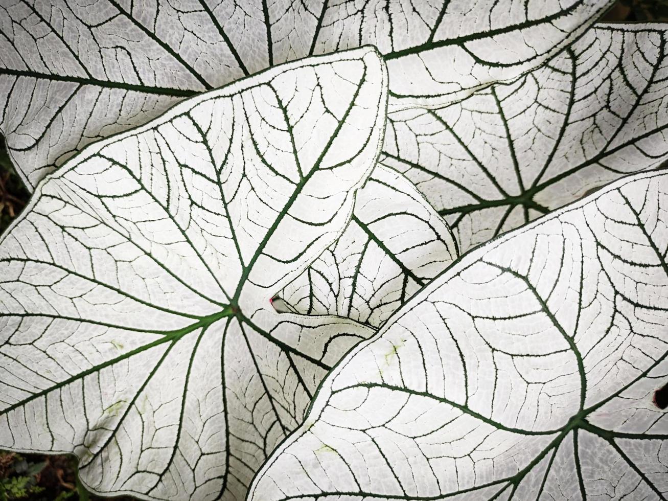 fundo de planta de folha. caládio planta bicolor foto