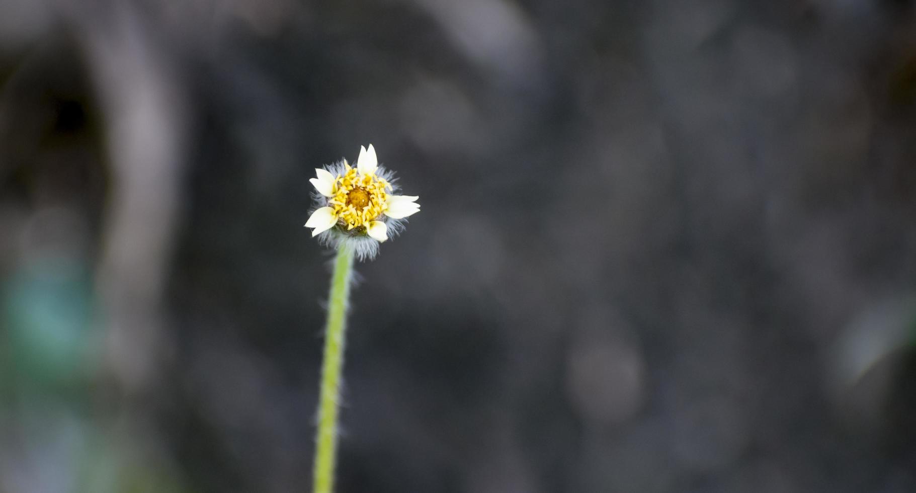 flor de margarida branca. foto