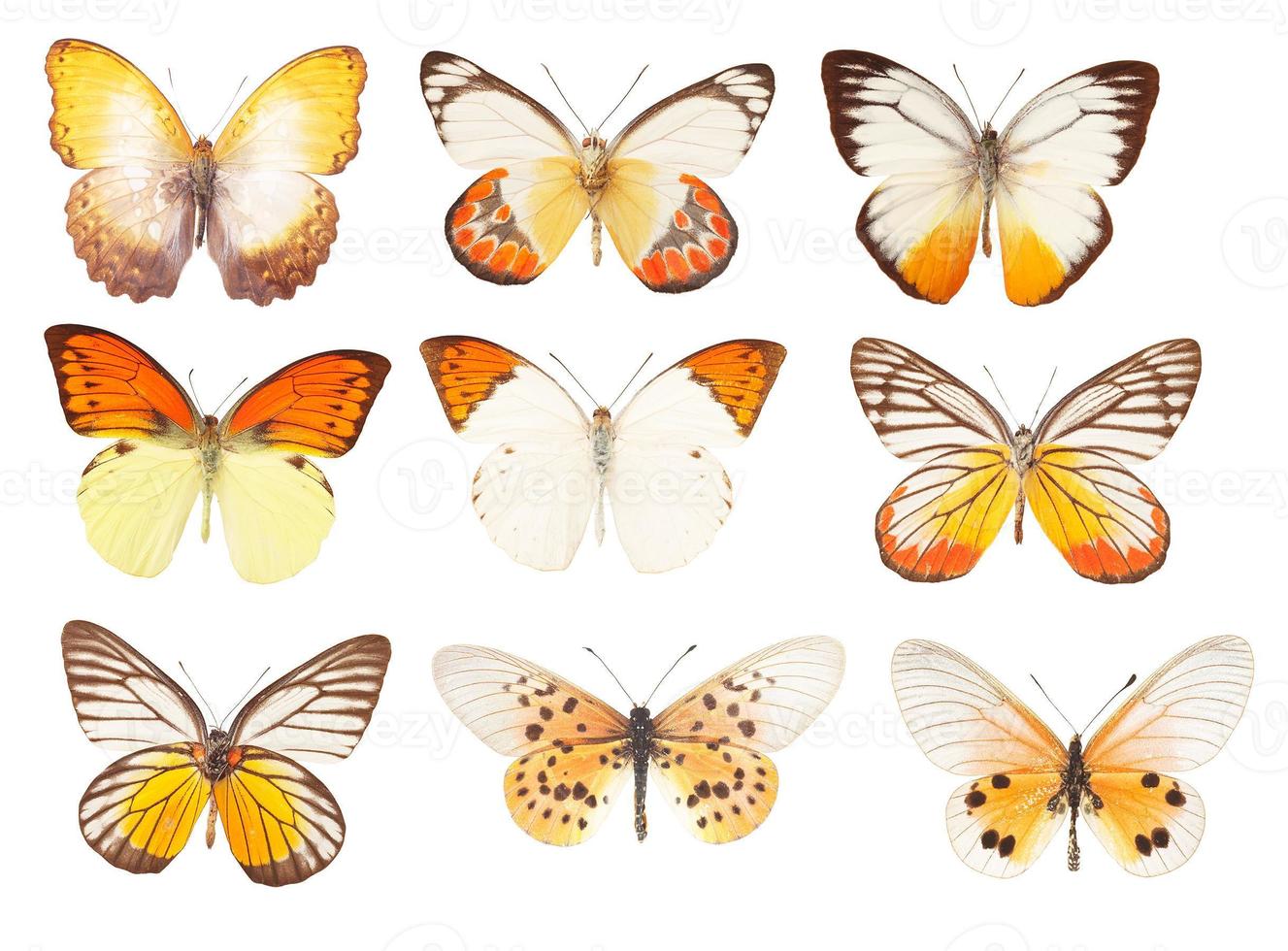 borboleta amarela em um fundo branco foto
