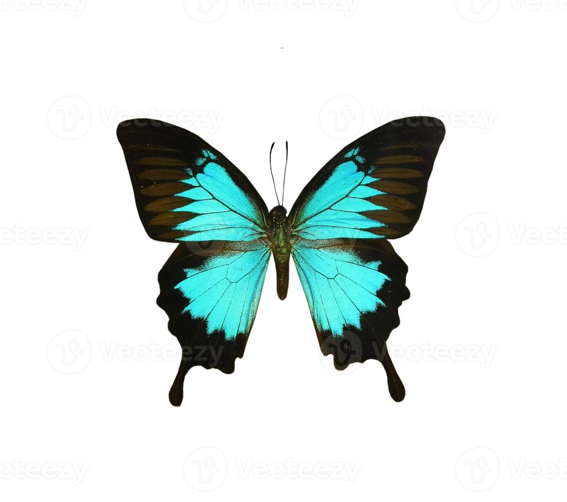 borboleta colorida isolada no branco foto