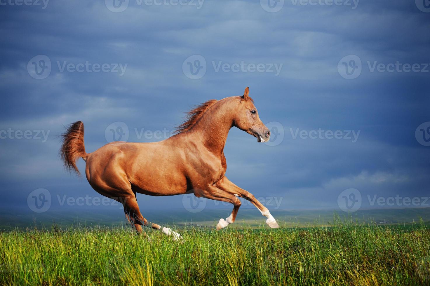 Foto de Cavalo De Corrida Vermelho Frente e mais fotos de stock de