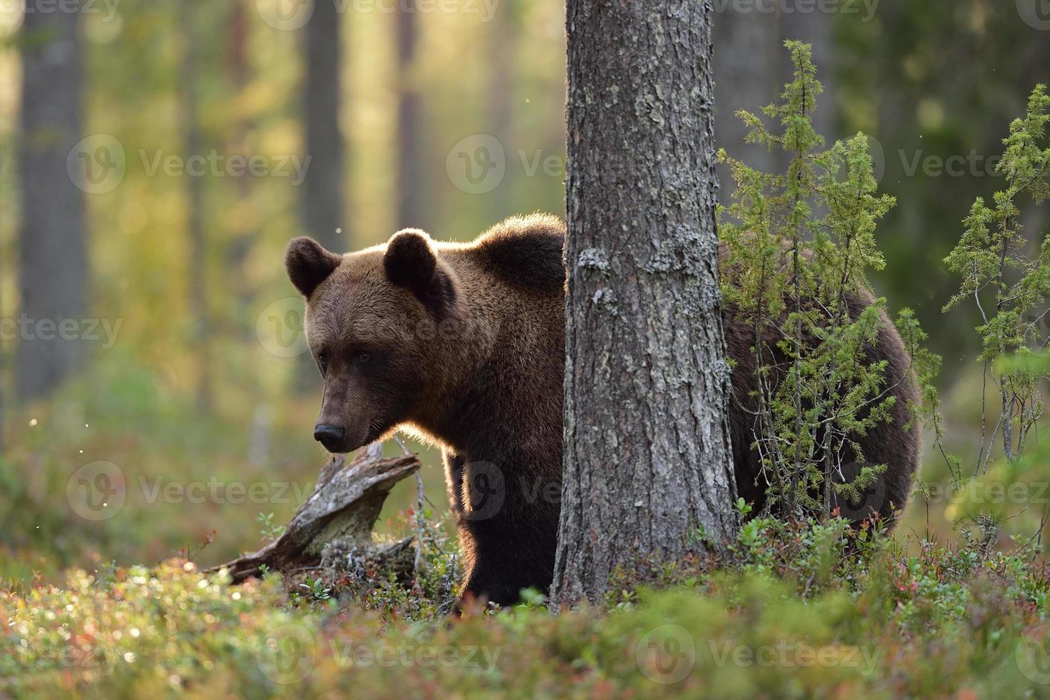 urso pardo na floresta no outono foto