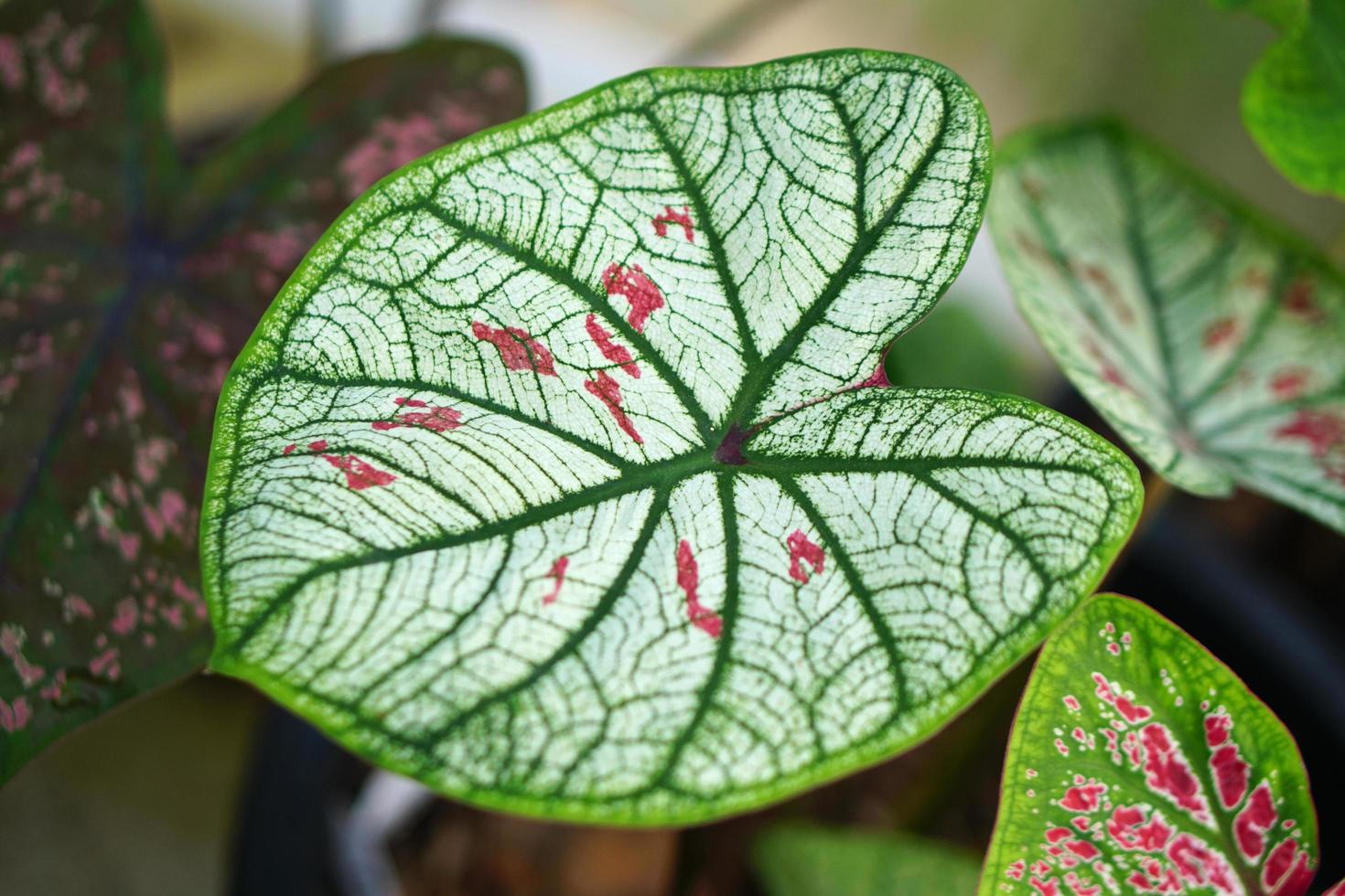 folhas de caládio em vaso ótima planta para decorar jardim foto