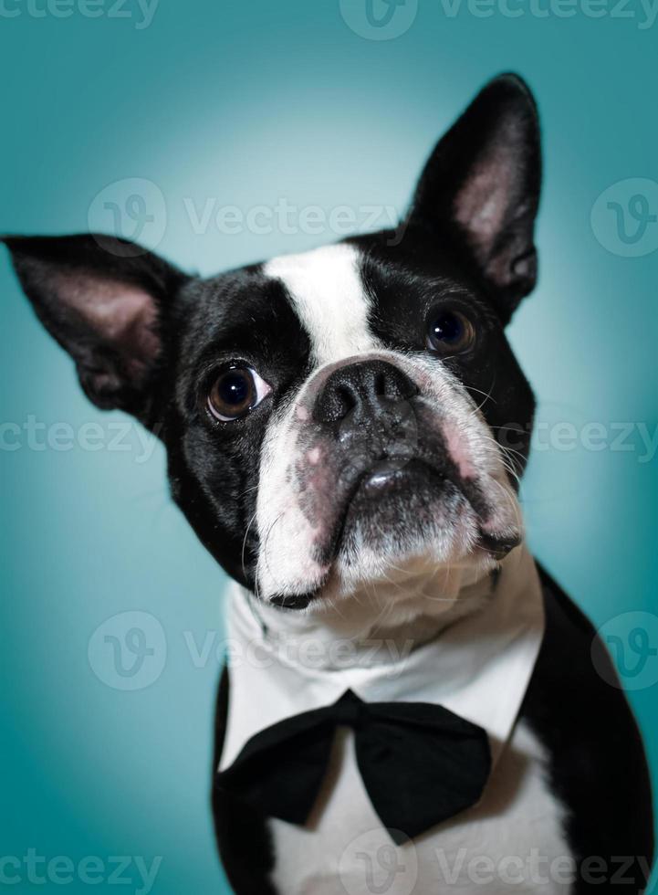 Boston terrier em gravata borboleta foto