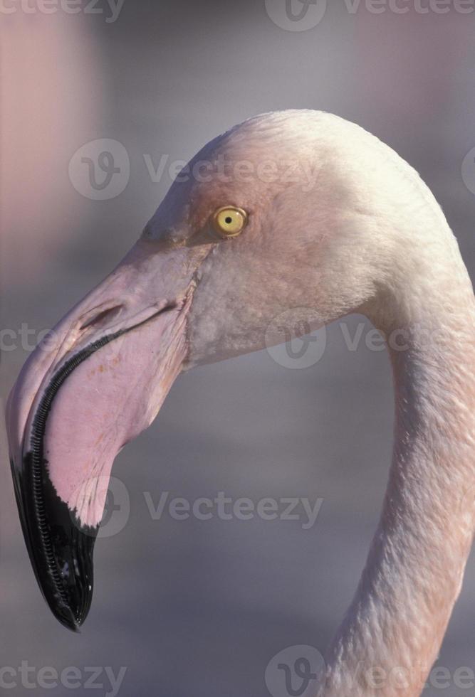 flamingo maior, phoenicopterus ruber foto