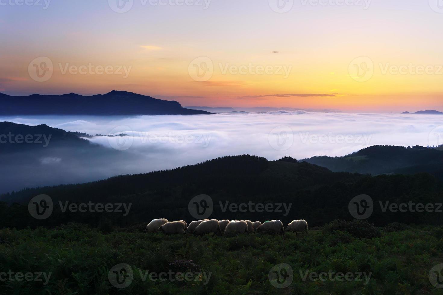 ovelhas no crepúsculo na montanha saibi foto