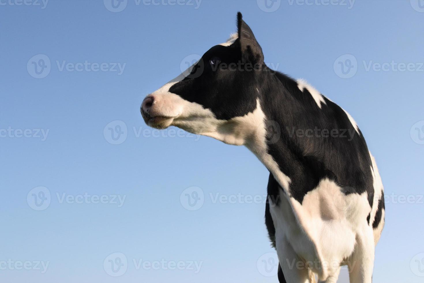 vaca lateral foto