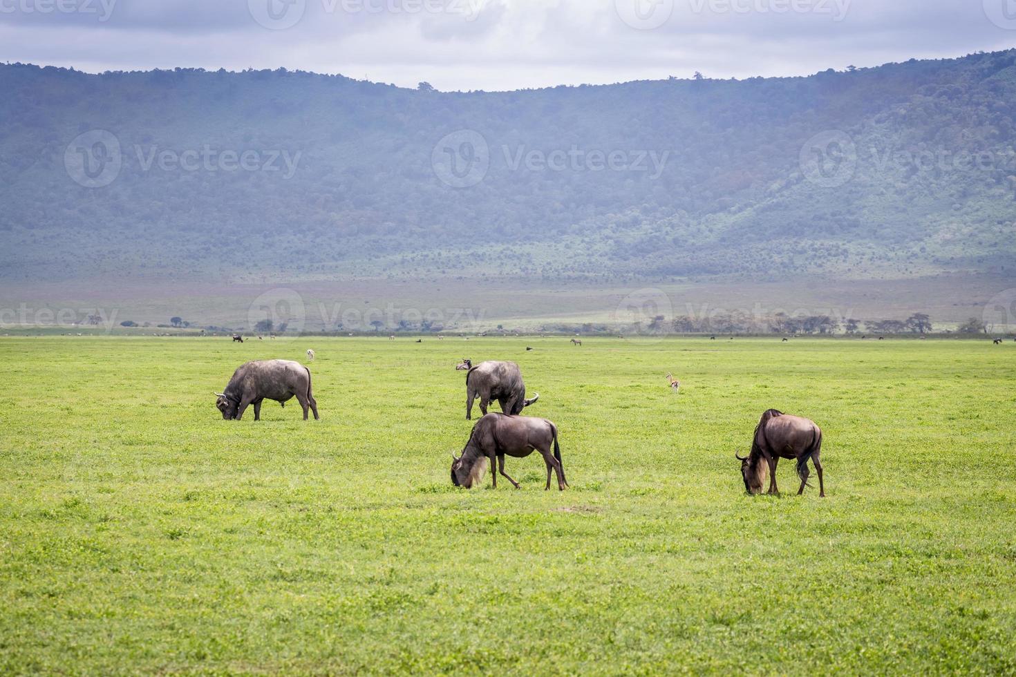 gnus na área de conservação de ngorongoro foto