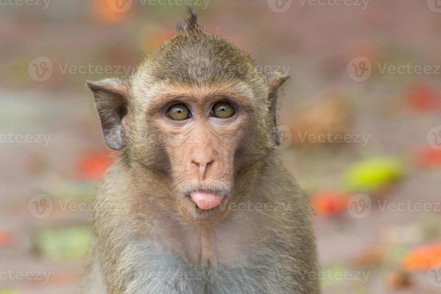 macacos bonitos 717934 Foto de stock no Vecteezy