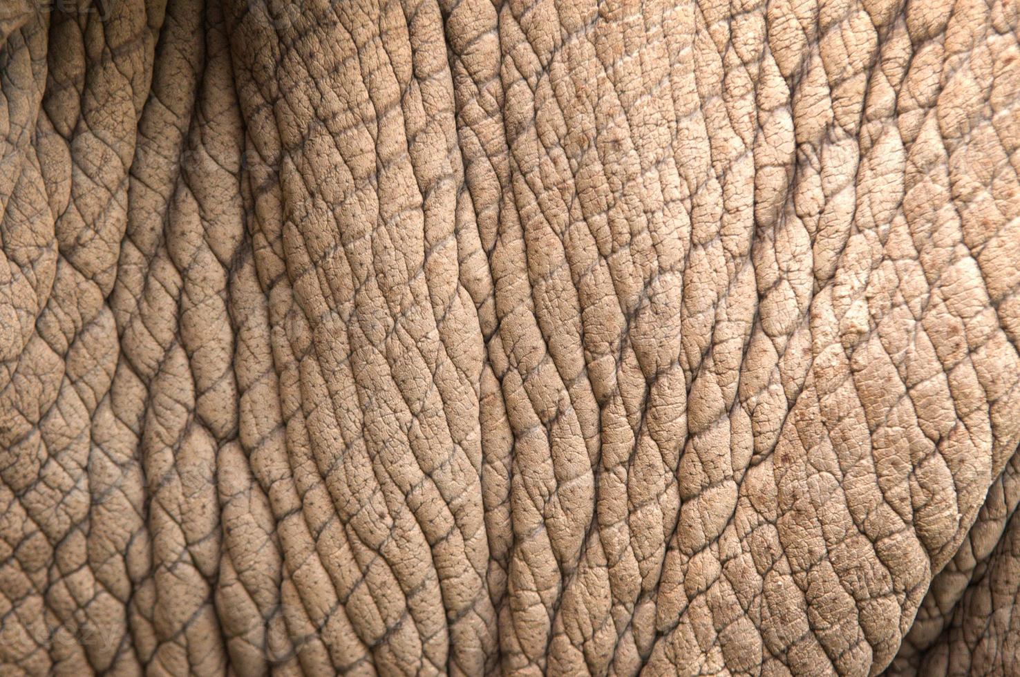 pele de rinoceronte foto
