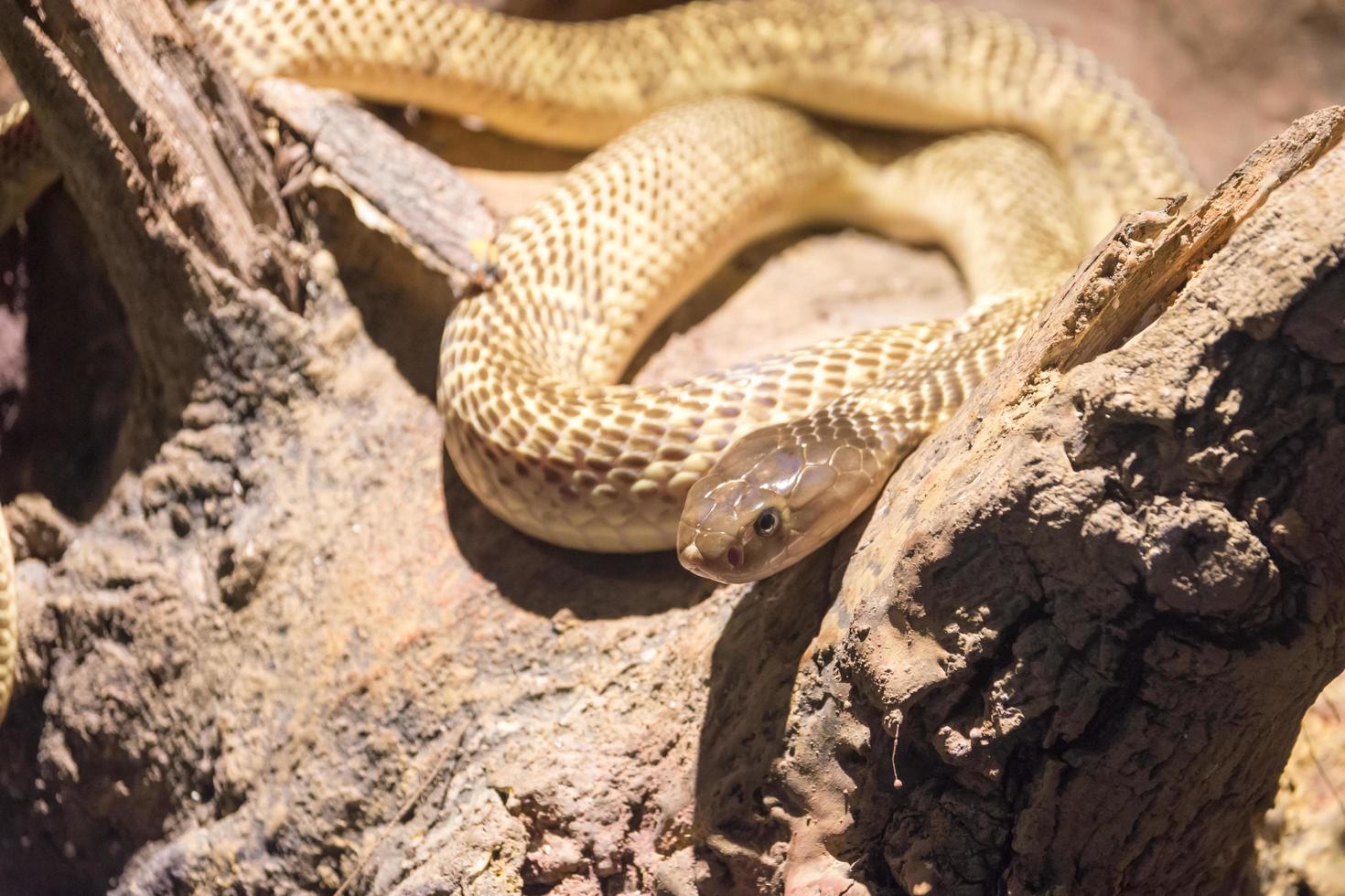 cobra selvagem perigosa foto