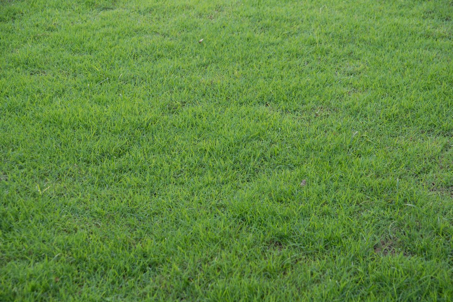 textura de grama verde foto