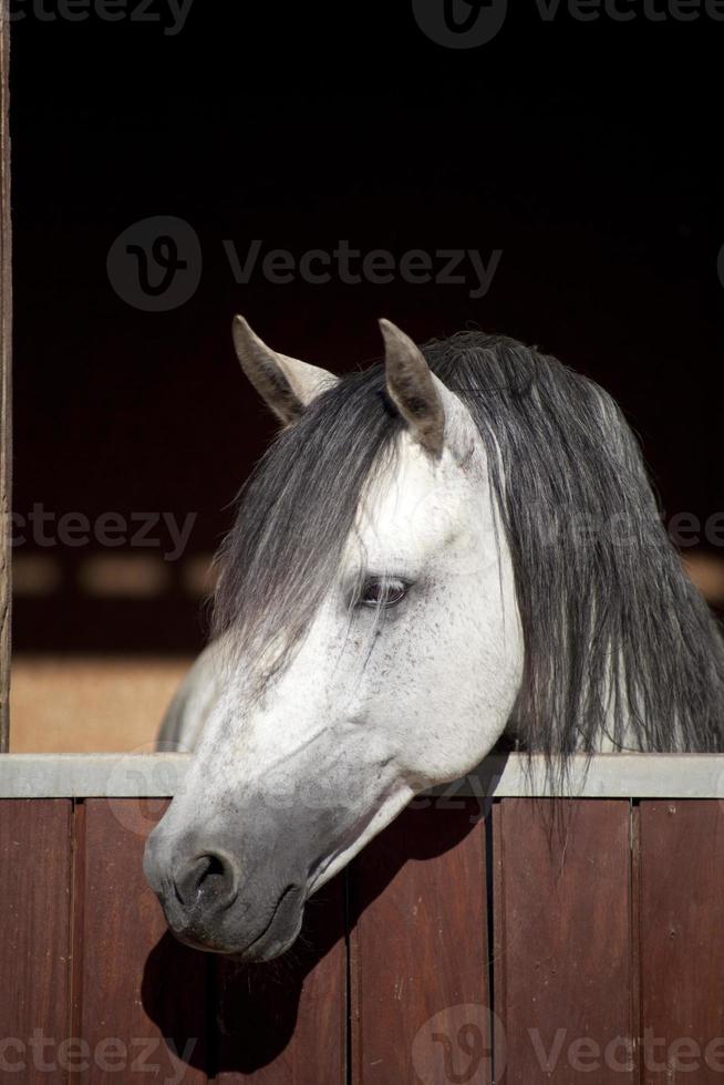 Cavalo Branco Que Sorri No Fundo Escuro Imagem de Stock - Imagem