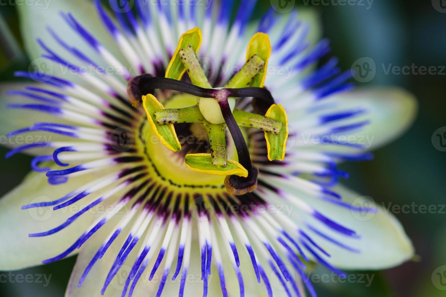 feche a foto macro da flor de maracujá comum, passiflora caerulea