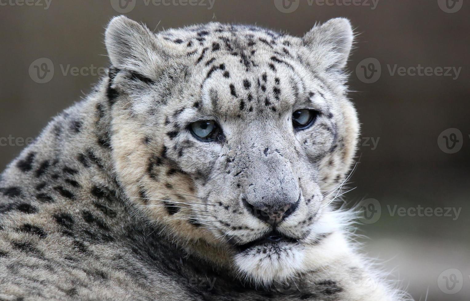 close-up de um leopardo da neve foto