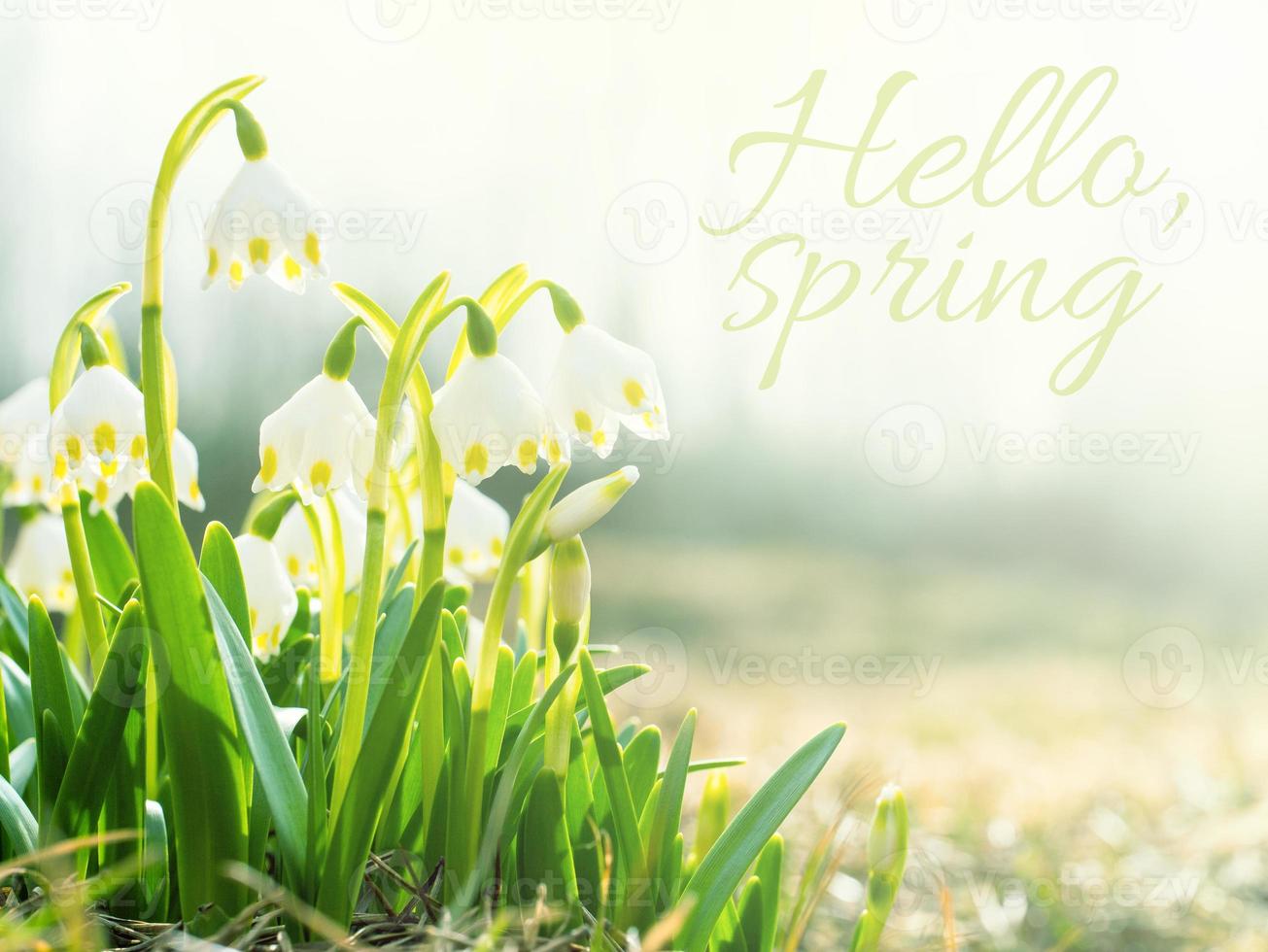 Olá conceito de primavera. gotas de neve, primeiras flores da primavera no Prado, símbolo da natureza despertando na luz do sol. tonificação leve foto