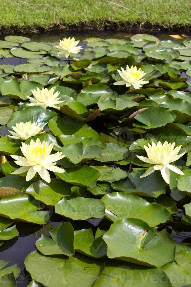 nenúfar amarelo em uma lagoa. foto