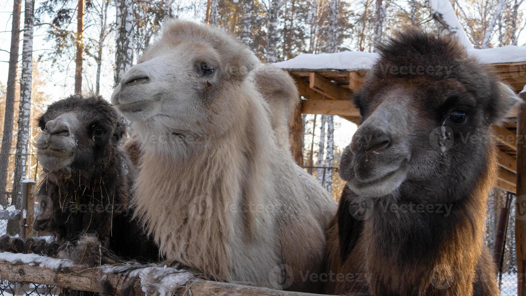 um grupo de camelos marrons e brancos em close-up em uma fazenda de inverno. foto