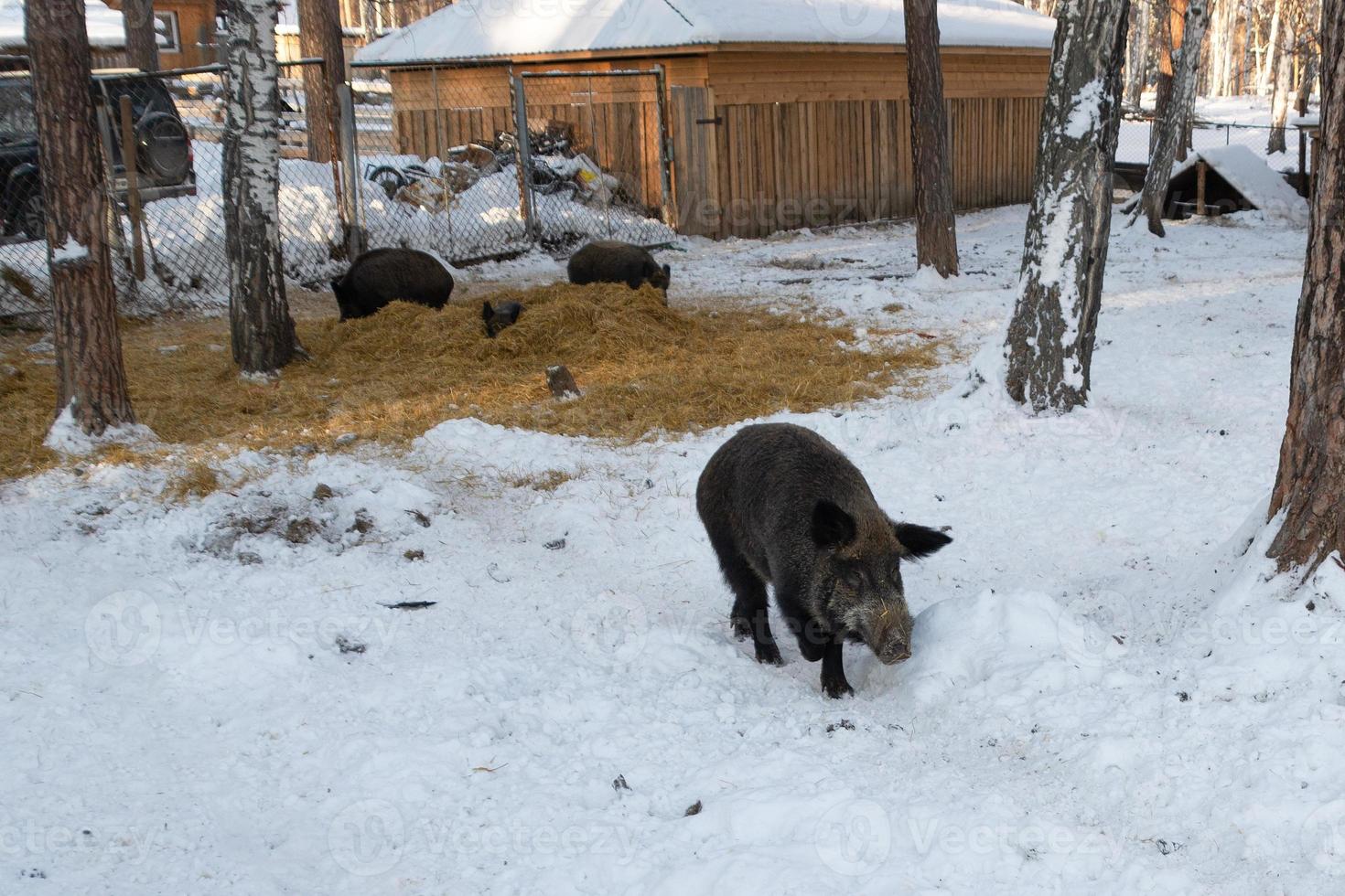 javali em busca de comida em uma fazenda de inverno. foto