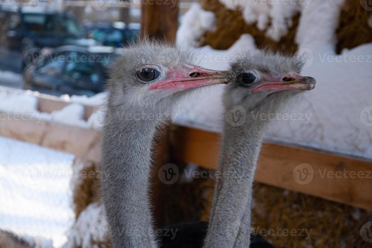 retrato de um avestruz sorridente em uma fazenda de park.ostrich de inverno. foto