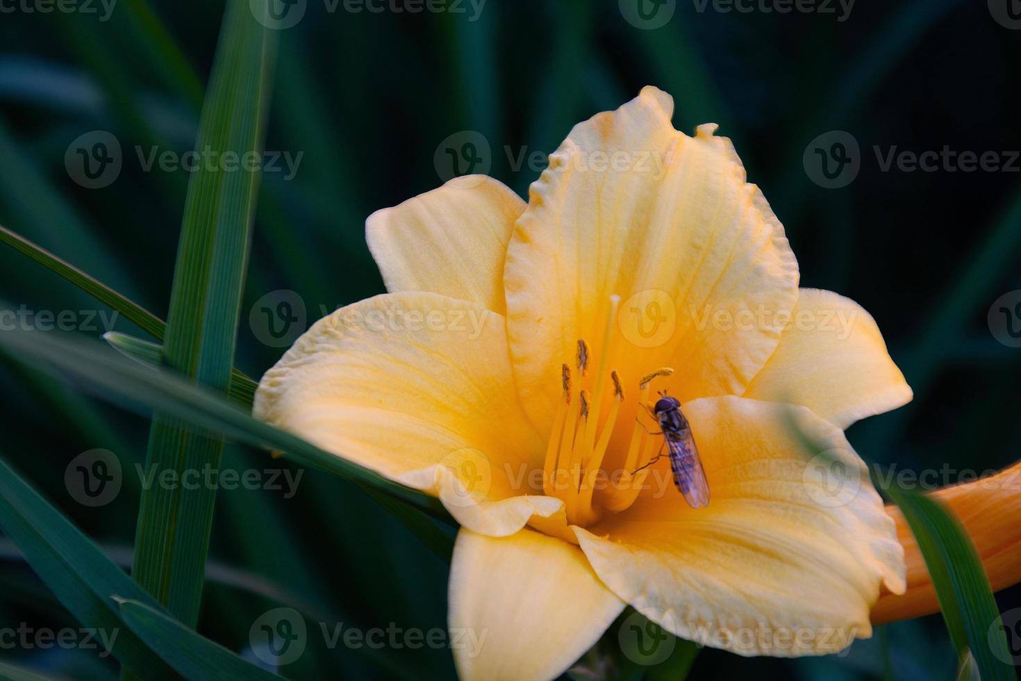 vespa em uma flor amarela na grama verde foto