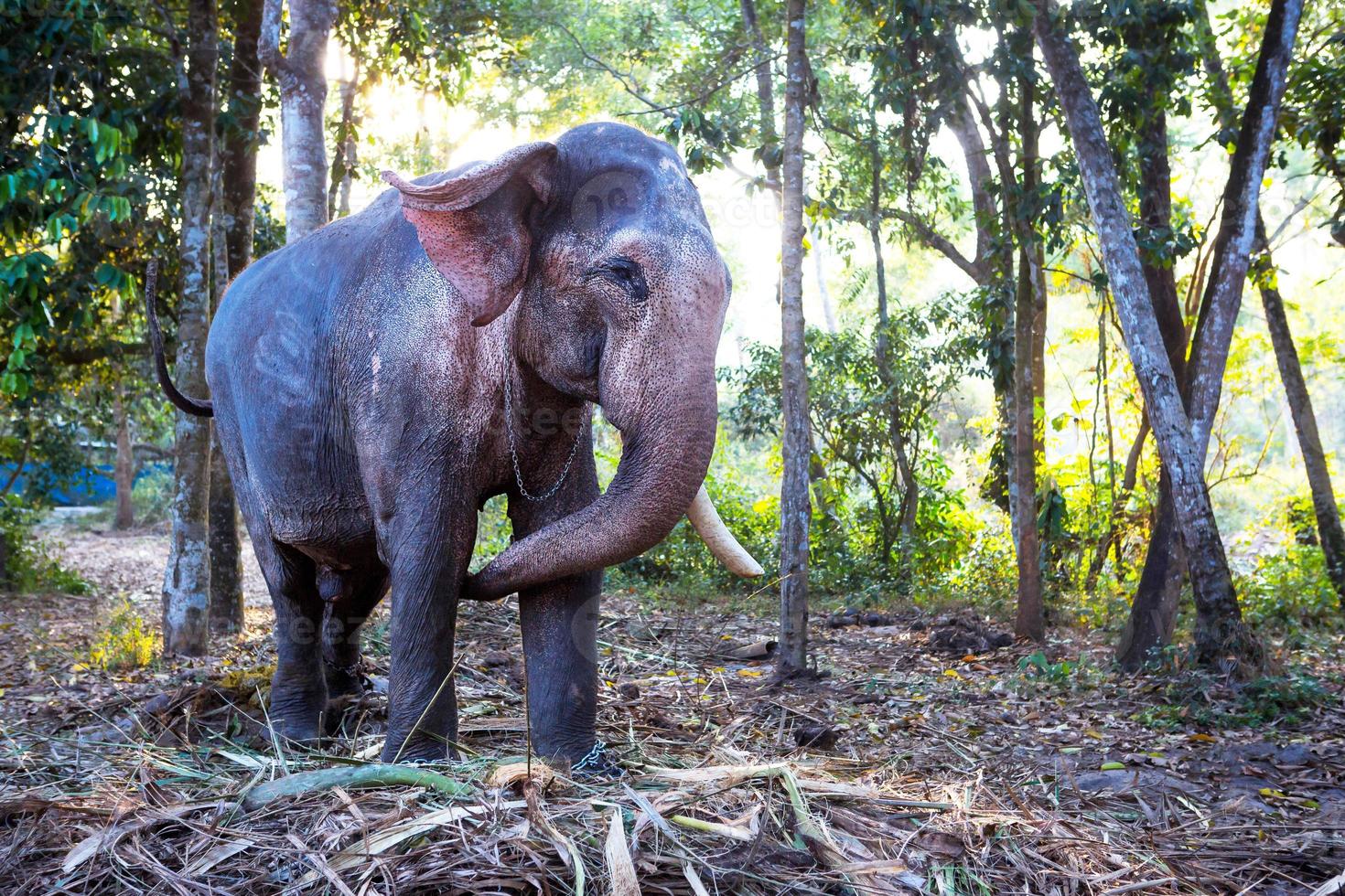 elefante indiano na selva em uma corrente - entretenimento para turistas, trabalho duro na fazenda, passeios, excursões. elefante na floresta ao sol por entre as árvores. foto