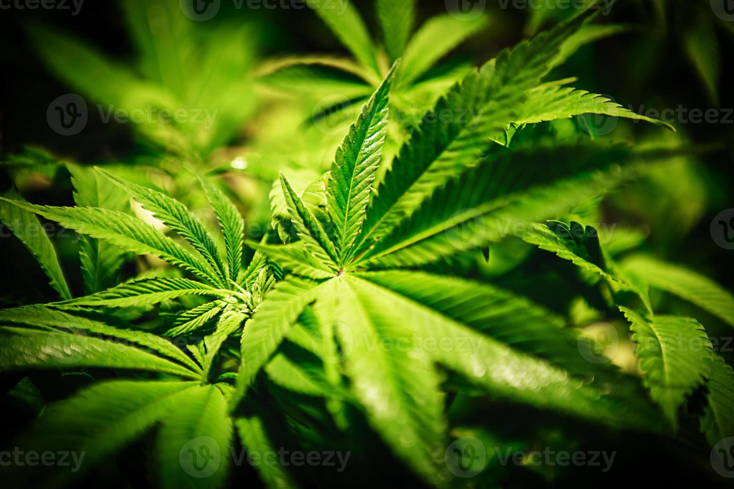 folha de cannabis verde close-up em fundo preto com raio de sol e brilho. cultivo de maconha medicinal. espaço de cópia foto