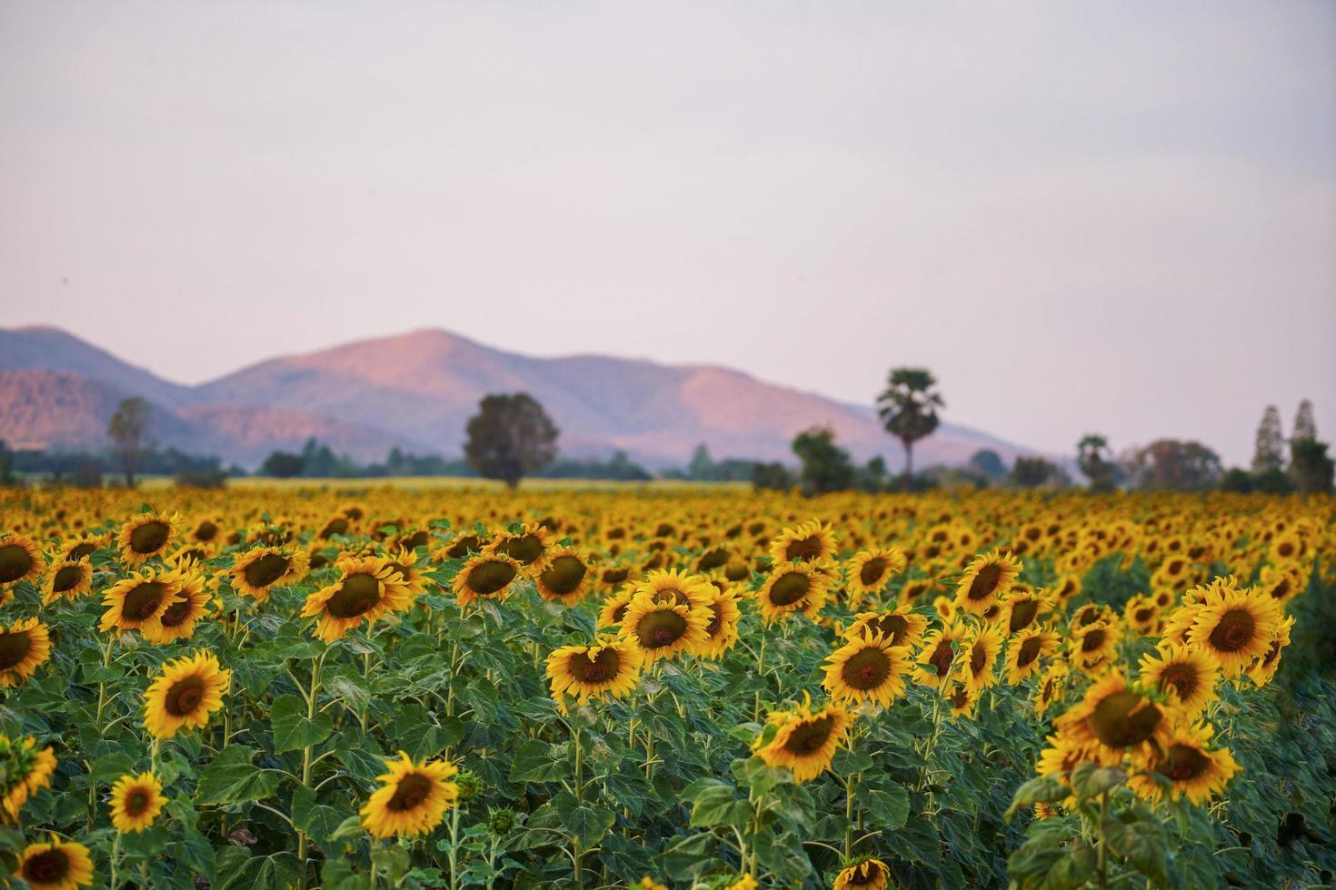 lindo campo de girassol à noite com vista para a montanha. foto