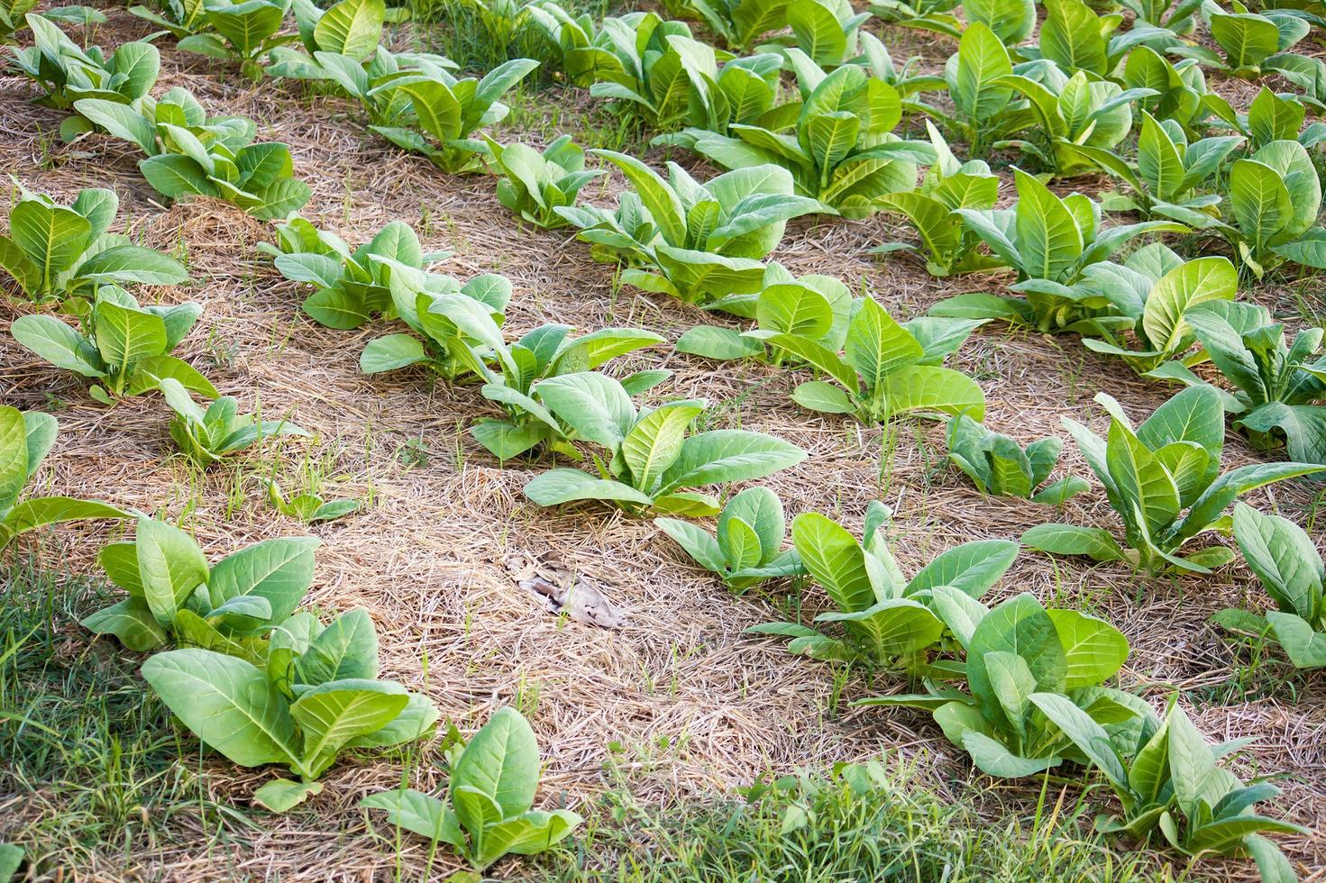 campo de tabaco de perto foto