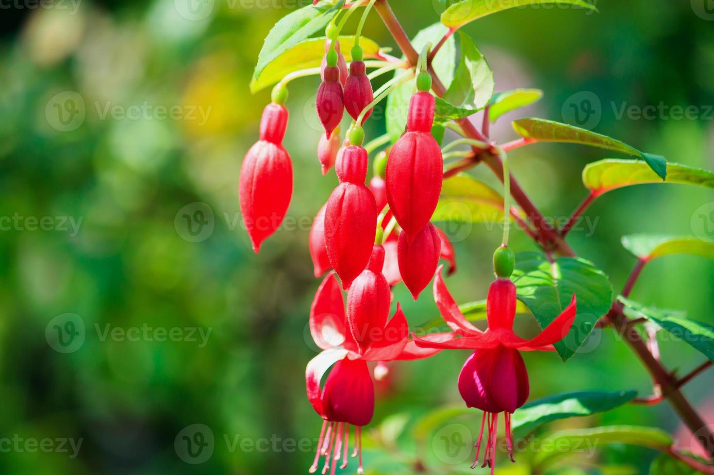 flores vermelhas de perto foto