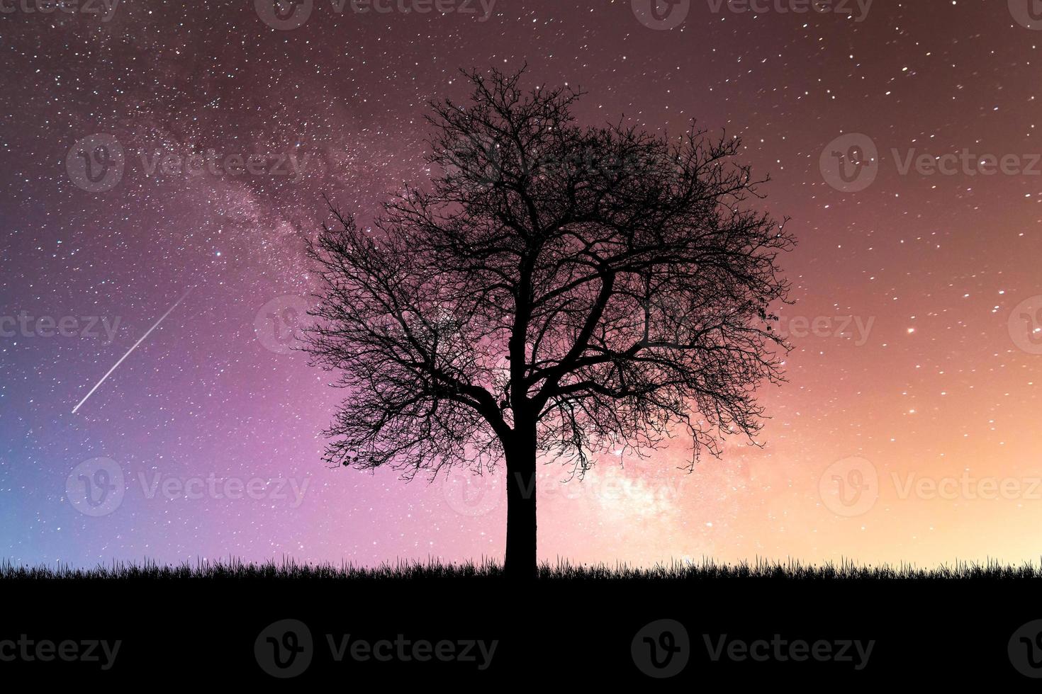 árvores de silhueta no prado com bela luz natural. para usar como fundo foto