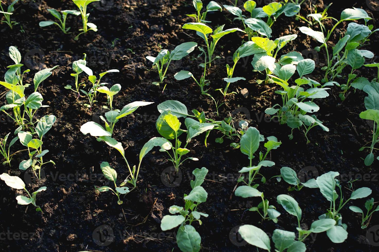 cultivo de couve, brotos para agricultura, conceitos de horticultura foto