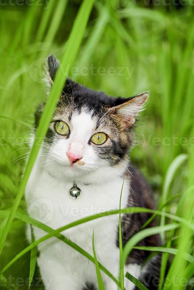 o gato preto e branco está brincando na grama verde. lindo gato preto e branco brincando nas ervas daninhas foto