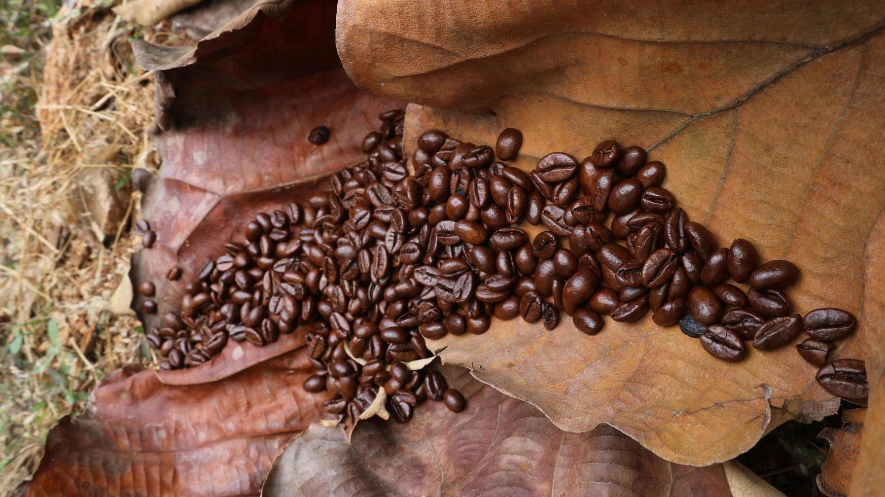 grãos de café em folhas secas de teca são marrom claro e marrom escuro foto