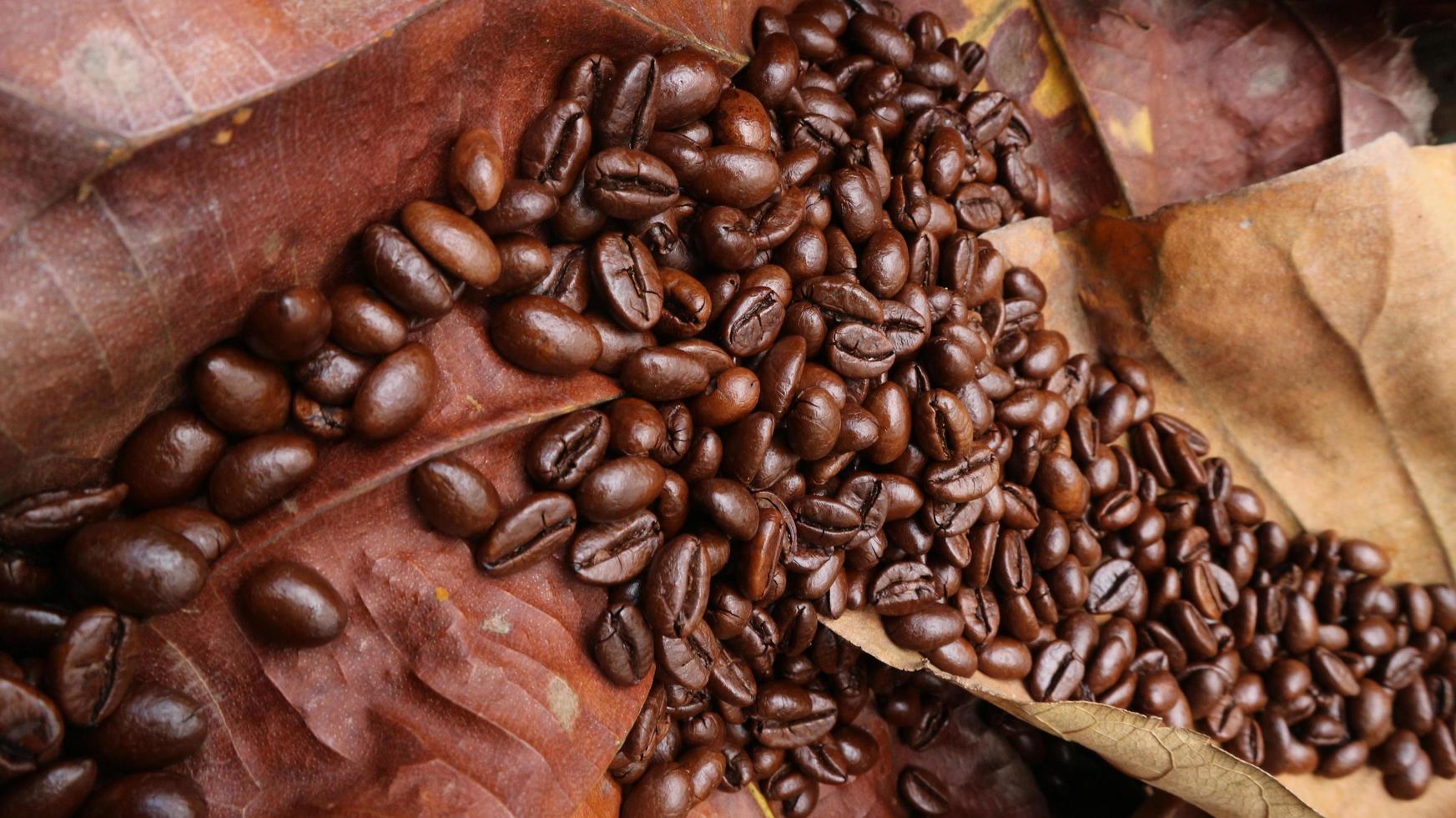 textura detalhada de grãos de café secos e folhas de teca que são marrom claro e marrom escuro foto