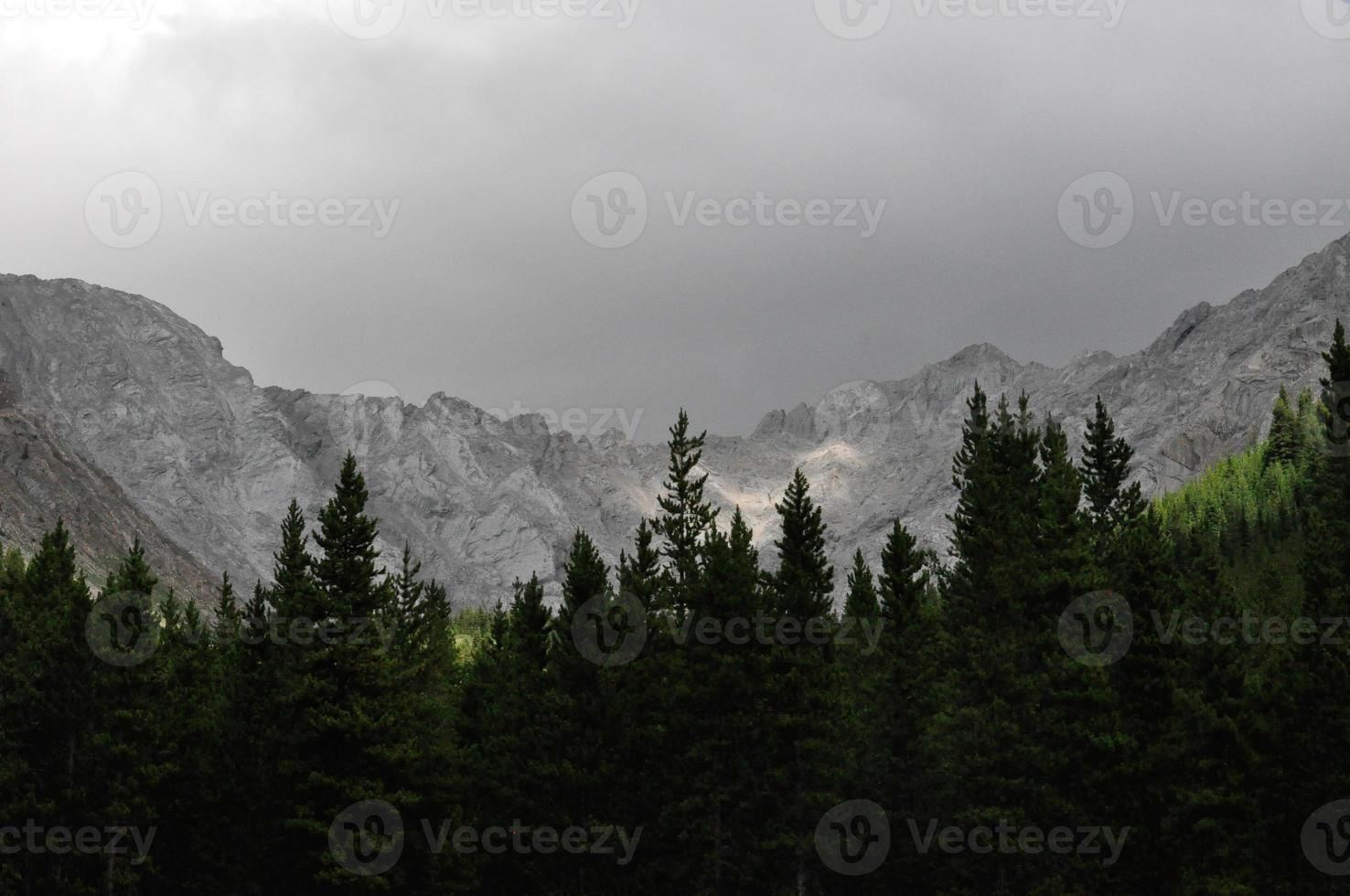 linha de árvore em uma montanha foto