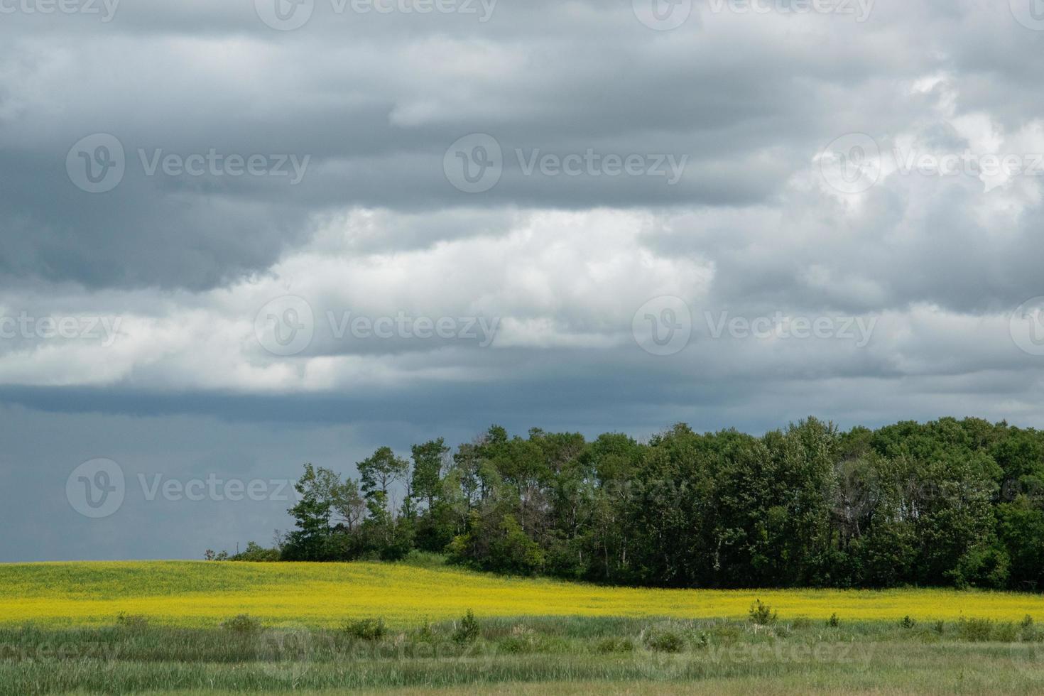 terras agrícolas e culturas de canola, saskatchewan, canadá. foto