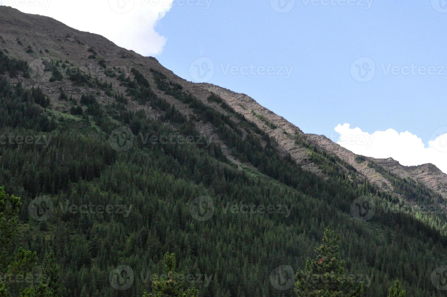 linha de árvore em uma montanha foto