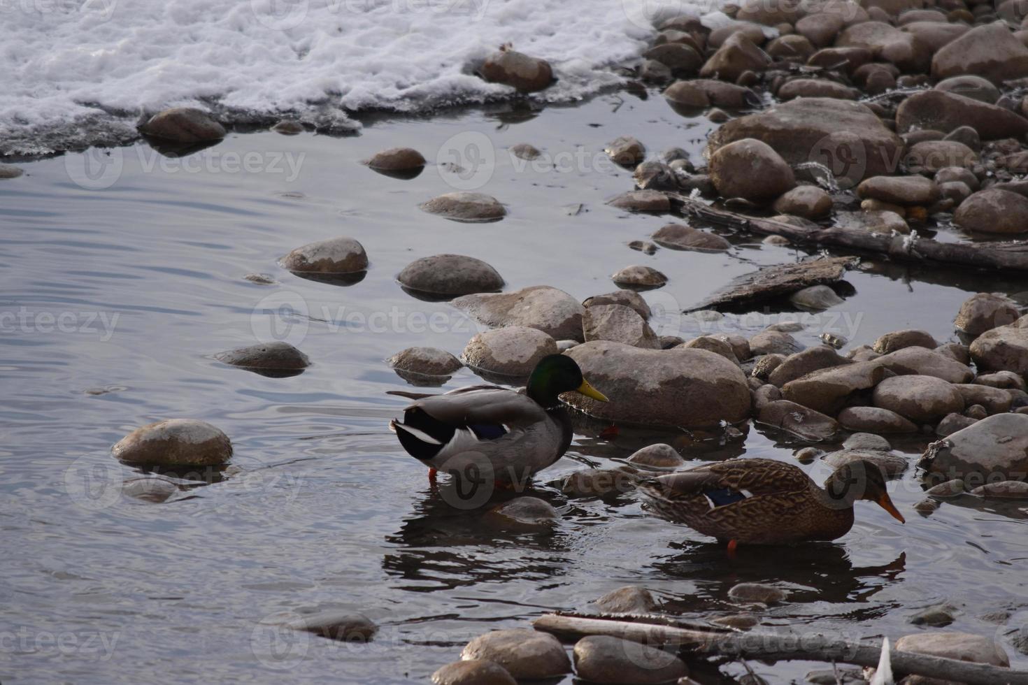 patos-reais nas rochas e na água foto