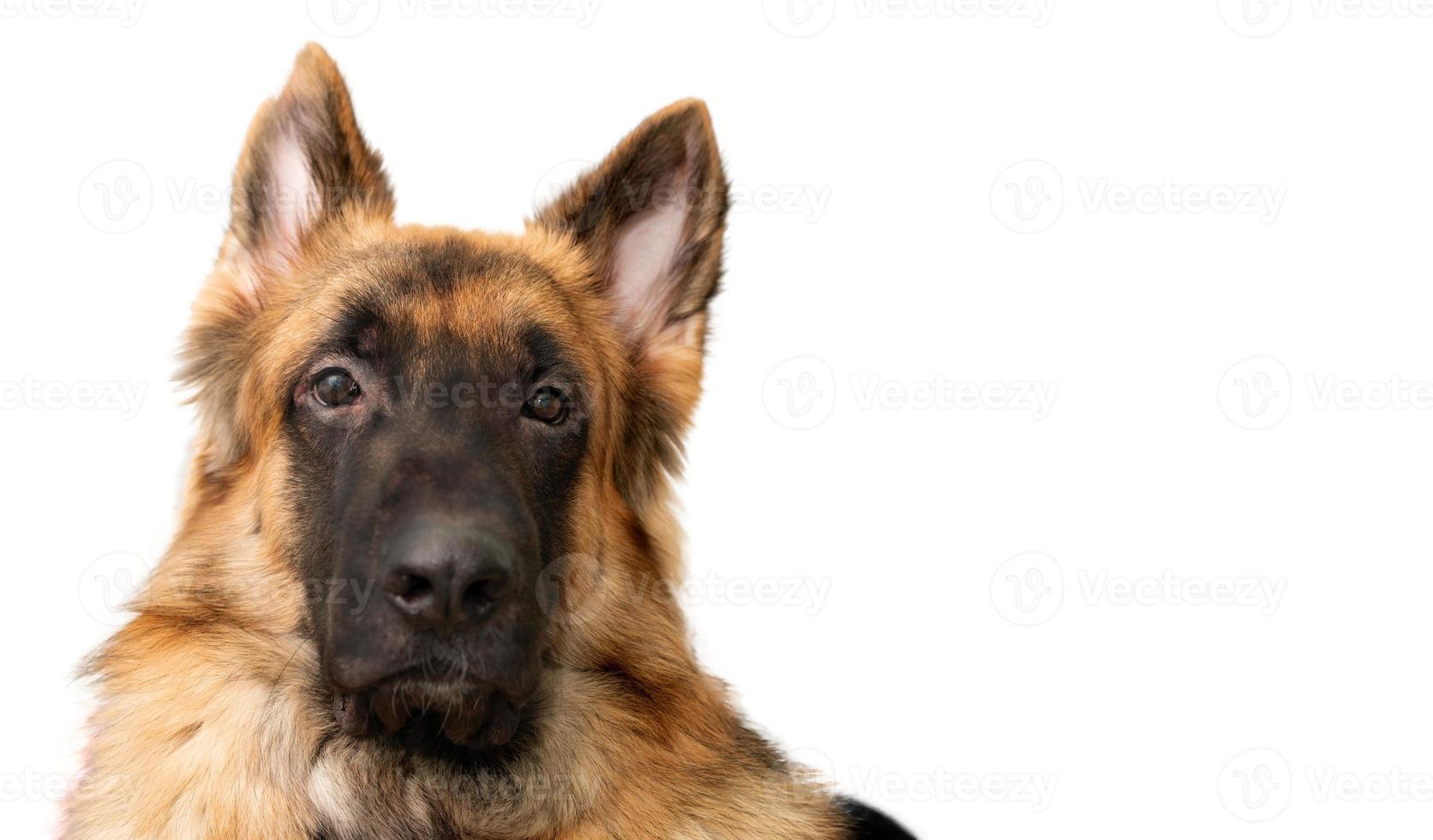 retrato de cachorro no quarto foto