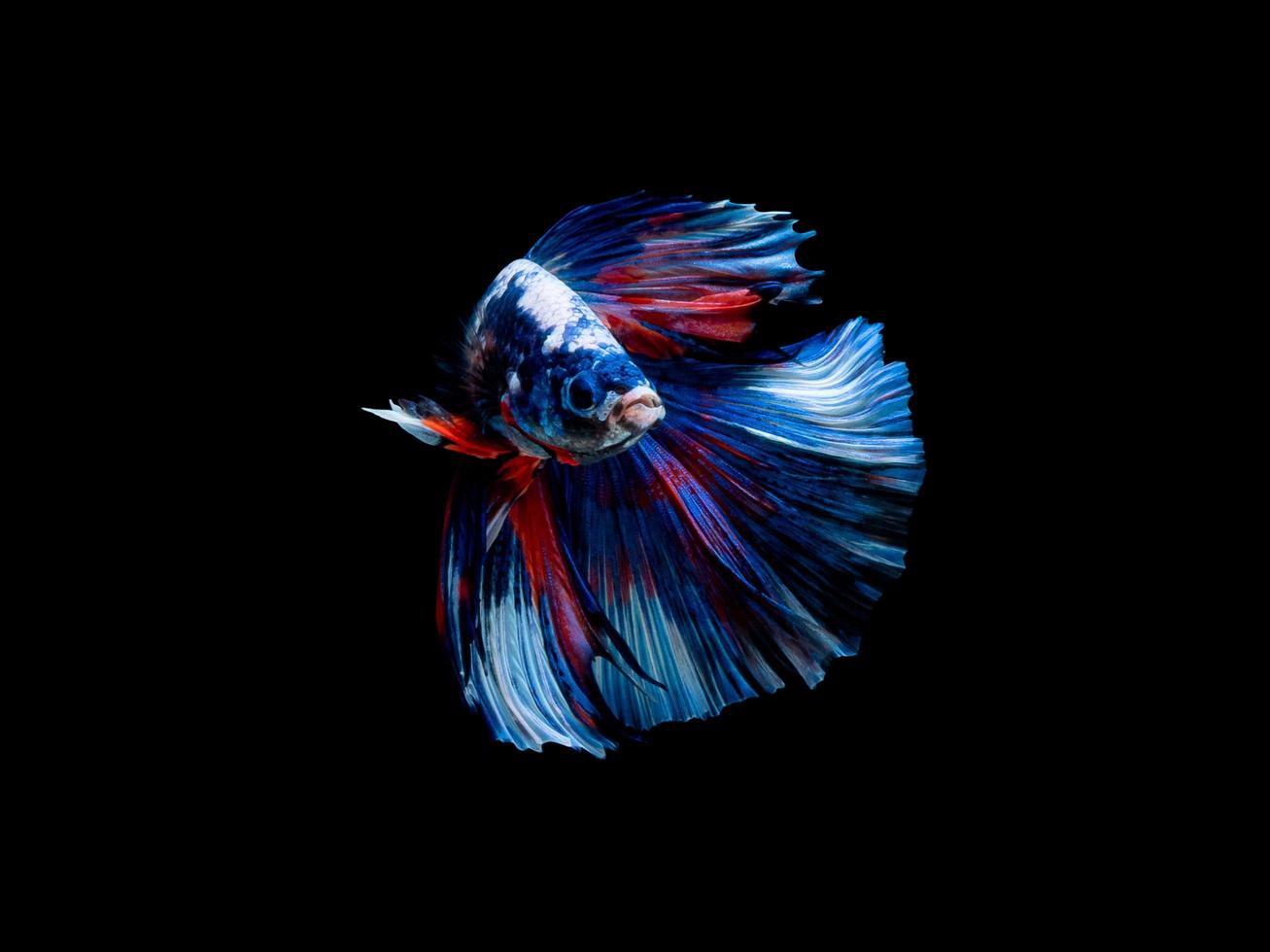 ação e movimento de peixe-lutador tailandês em um fundo preto, halfmoon betta foto