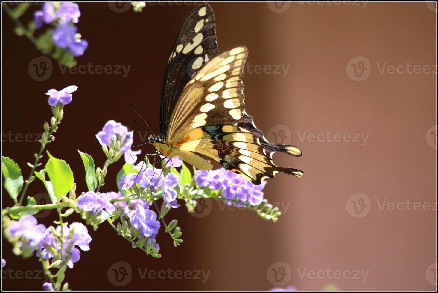 borboleta rabo de andorinha gigante foto