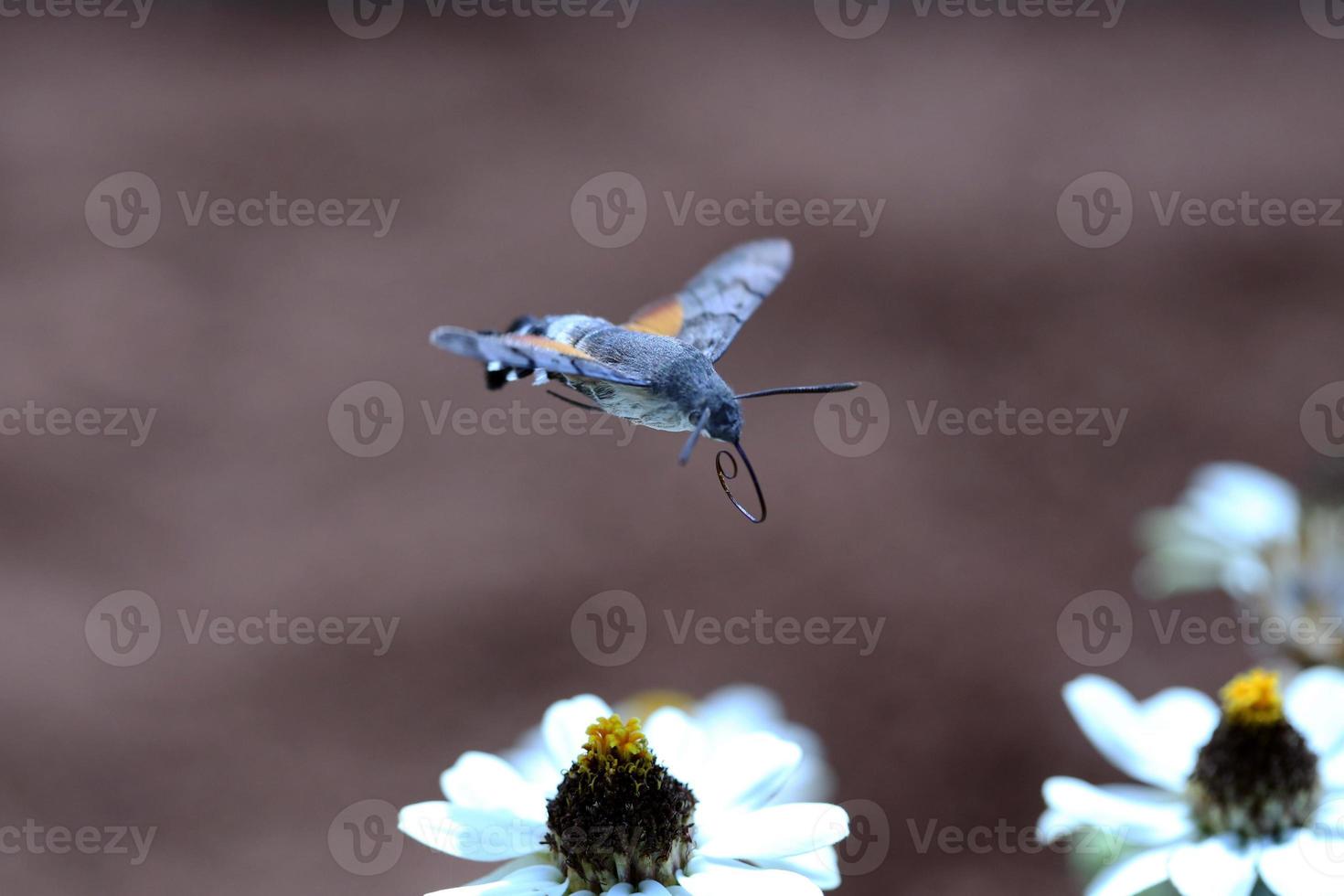 traça de beija-flor em voo foto