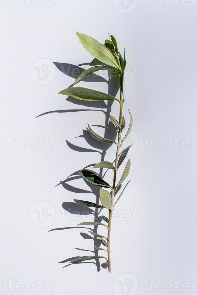 caule de ramo de oliveira na luz solar brilhante com sombras no fundo branco foto