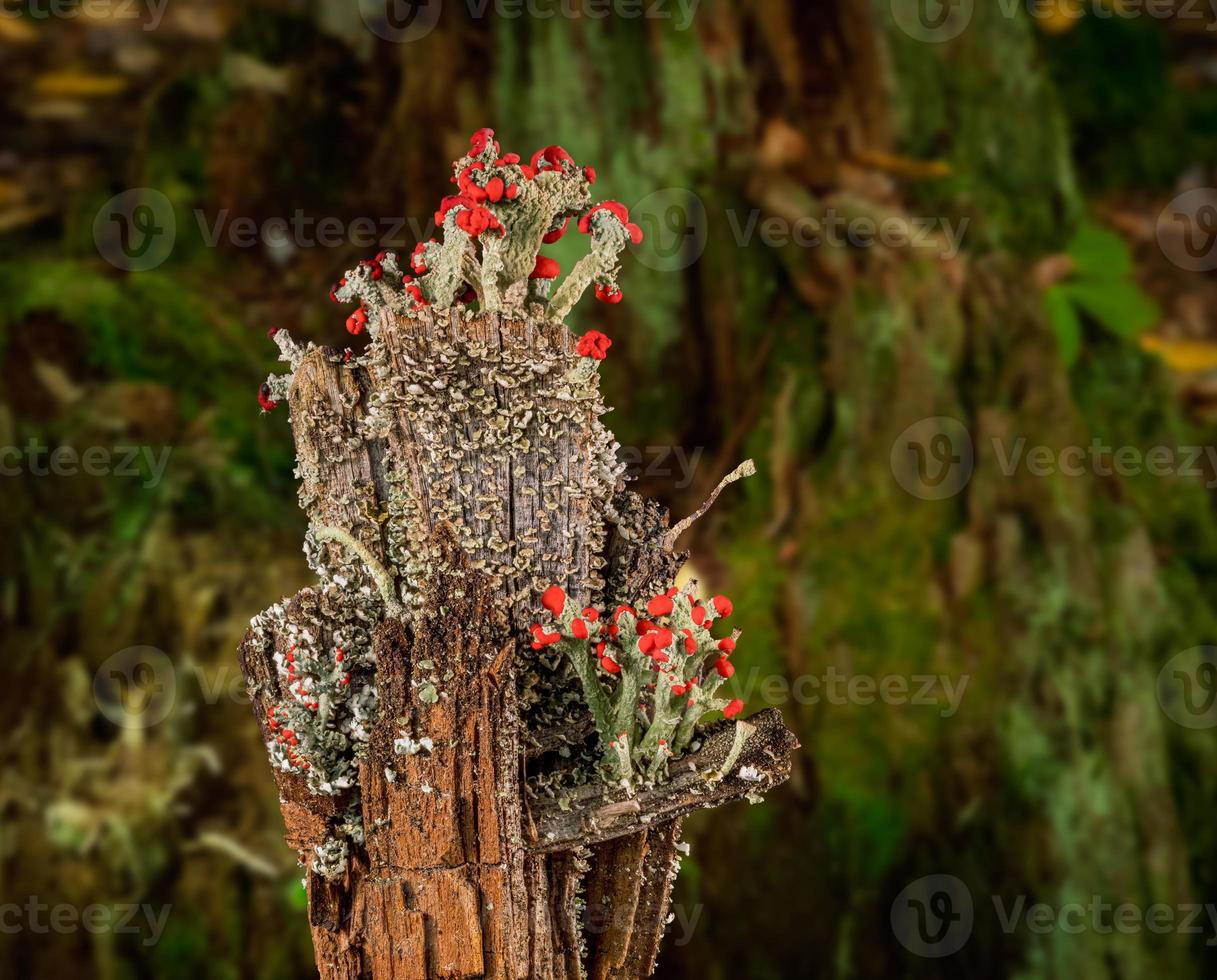 cladonia cristatella ou soldados britânicos líquen ou algas foto