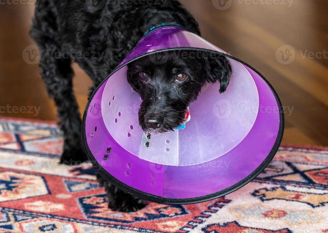 terrier poodle preto em cone de recuperação de plástico para parar de lamber foto