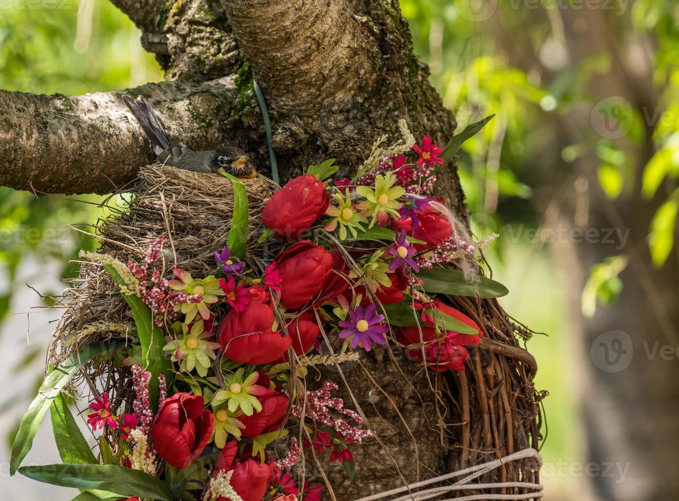 robin americano em um ninho construído em uma coroa de flores foto